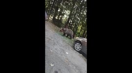Bears spotted along Transfăgărășan road in Romania