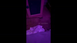Rat spotted roaming indoors in Nova Scotia home
