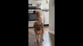Rescued dog reacts to Statue of Liberty magnet in San Diego