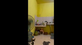 Cat in Gresik playfully frees itself from plastic cup