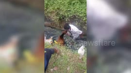 Cow saved from filthy drain in central India, caretakers execute daring rescue