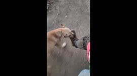 Dog bites motorcycle driver’s foot during ride in Tepic