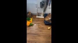 Dog pretends to be asleep to avoid walk in Surrey, United Kingdom