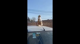 Pet cat strikes prairie dog-like pose on car in Bahía Blanca