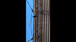 Bird's surprise dropping in Villa Mercedes