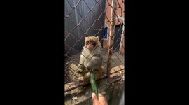 Monkey's frustration captured in cucumber exchange video