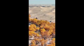 Autumn scenery of desert poplar forests in China's Xinjiang