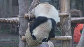 China: Giant Panda Yu Ai looks for Fruit in a Basket at Chongqing Zoo