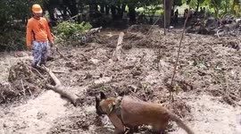 Coast guard dog helps search for missing persons buried in landslide