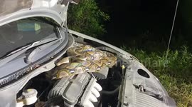 Python removed from car engine in Thailand