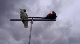 Come here! Cheeky cockatoo pulls Scarlet Macaw's tail
