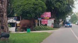Male elephant holds up traffic to cross road in rural Thailand