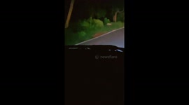Wild leopard ambles across highway in India at night