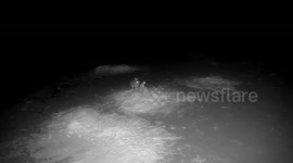 Two wild hares enter hilarious boxing match while third one watches and eats