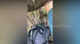 Man scoops up handful of bees with bare hands into his backpack