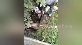 Cow stuck in drain rescued from behind doctor's clinic