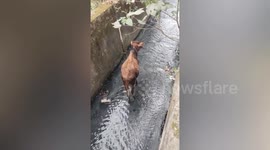 Calf stuck in drain helped by locals in India