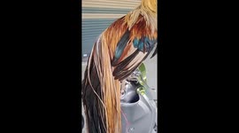 Majestic rooster flaunts its long tail