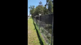 Helping a Koala to Safety