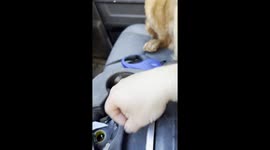 Sneaky Golden Retriever Drinks Dad's Blue Slushie