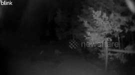 Great Pyrenees Dog Chases Cougar Away From Alpacas