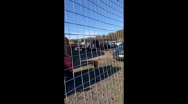 Labrador takes the plunge, uses man as diving board at dog pool