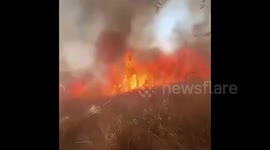 Palestine: Israeli settlers storm agricultural lands near Ramallah and set fire to olive trees
