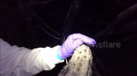 US: CPW Debunks Bat Myths with Heartwarming Rescue Video