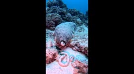 Sea Cucumber Drops Off Load Of Digested Sand