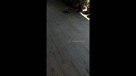 Playful Kitten and a Patient Dog