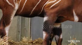 UK: Woburn Safari Park Welcomes First Baby Bongo in a Decade