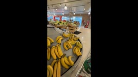Bananas Come With a Free Tree Frog