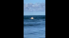 Dog Goes Surfing With Surf Instructor