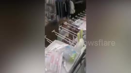 Wild boar goes on rampage inside children's clothing store leaving several people injured