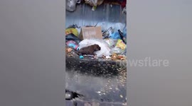 Newborn puppy saved by garbage men who find it among trash during dumpster unloading