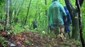 Big cat lovers capture rare amur leopard on video in remote forest