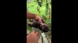 Puppy swings in mini hammock made from old face mask