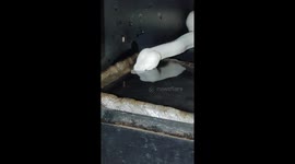 'Every time I give this python water, she blows bubbles,' pet owner captures snake's cute behaviour