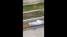 Pet dog rolls around on mattress left on bench