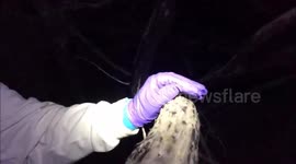 Wildlife staff release bat from their palm in Colorado