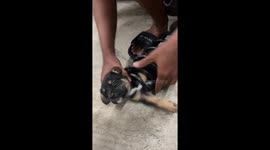Puppy stuck in giant car spring needs a helping hand