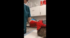 Hedgehog's response to injection captivates 18.9 million viewers on tiktok