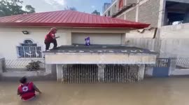 Rescue efforts in Camarines Sur save stranded dogs after Typhoon Kristine