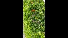 Snake crawls up tree to escape rising flood water in Vietnam