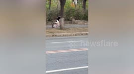 Bizarre moment dog spotted riding a bicycle