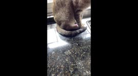 Cats watch as woman wipes counter in Buenos Aires