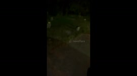 Raccoons sit on command in Richmond, Indiana