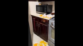 Cat breaks eggs in Monterrey Kitchen