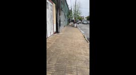 Dog with unique eyes spotted on street in Ensenada, Argentina