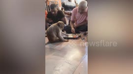 Hungry monkey eats food from worshipper's plate at shrine in India
